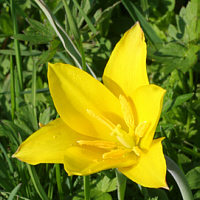 Tulipa altaica.