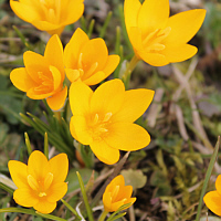 Crocus ancyrensis.