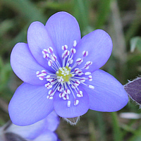 Leberblümchen (Anemona hepatica).