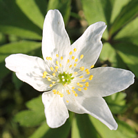 Buschwindröschen (Anemone nemorosa).