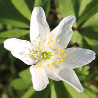 European Wood Anemone (Anemone nemorosa).