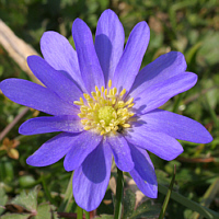 Grecian Windflower (Anemone blanda).