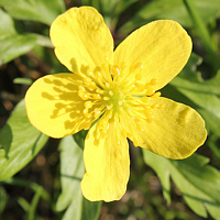 Gelbes Windröschen (Anemone ranunculoides).