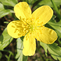 Yellow Wood Anemone (Anemone ranunculoides).