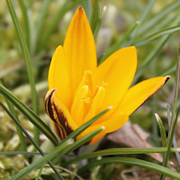 Crocus angustifolius.