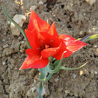 Tulipa armena.