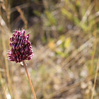 Kugelköpfiger Lauch (Allium sphaerocephalon).
