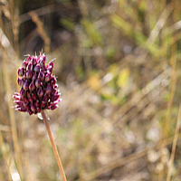 Round-headed Leek (Allium sphaerocephalon).