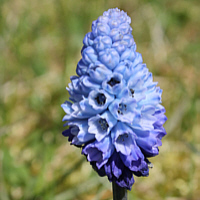 Azure Grape Hyacinth (Muscari azureum).