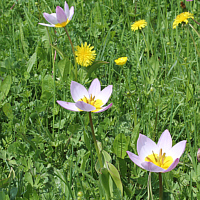 Tulipa bakeri 'Lilac Wonder'.