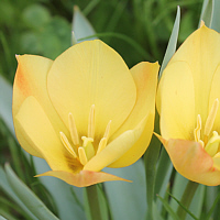 Tulipa batalinii.