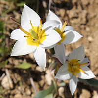 Tulipa biflora.