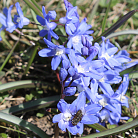 Dunkle Sternhyazinthe (Chionodoxa sardensis).