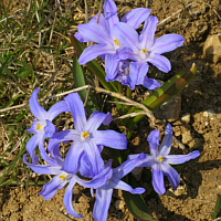 Gewöhnliche Sternhyazinthe (Chionodoxa luciliae).