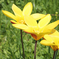 Tulipa clusiana var. chrysantha.