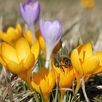 Wild crocuses 2014.