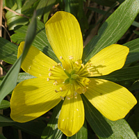 Winter Aconite (Eranthis hyemalis).