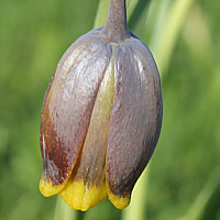 Syrische Fritallarie (Fritillaria assyriaca).