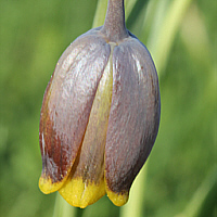 Fox's Grape (Fritillaria assyriaca).