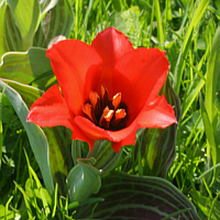 Tulipa greigii.