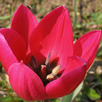 Tulipa humilis 'Violacea Black Base'.