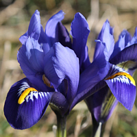Reticulata Iris (Iris reticulata).