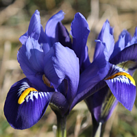 Zwergiris (Iris reticulata).