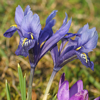 Zwergiris (Iris reticulata).