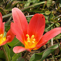 Tulipa kaufmanniana.