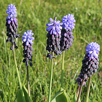 Breitblättrige Traubenhyazinthe (Muscari latifolium).