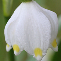 Märzenbecher (Leucojum vernum).