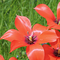 Tulipa linifolia.