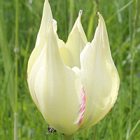 Tulipa marjolettii.