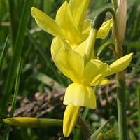 Engelstränen-Narzisse (Narcissus triandrus 'Hawera').