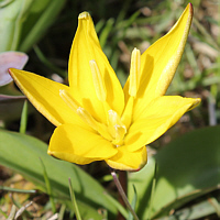 Tulipa neustruevae.