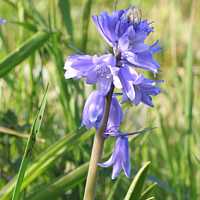 English Bluebell (Hyacinthoides non-scripta).