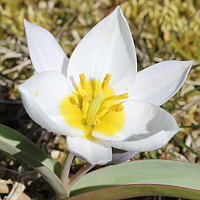 Tulipa polychroma.