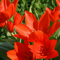 Tulipa praestans.