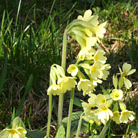 Cowslip (Primula elatior).