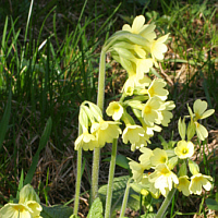 Hohe Schlüsselblume (Primula elatior).