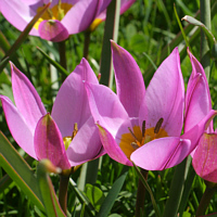 Tulipa pulchella.