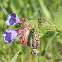 Echtes Lungenkraut (Pulmonaria officinalis).