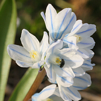 Striped Squill (Puschkinia libanotica).