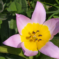 Tulipa saxatilis.