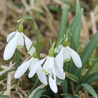 Common Snowdrop (Galanthus nivalis).