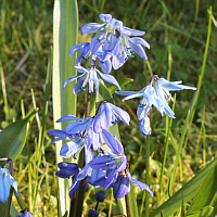 Sibirischer Blaustern (Scilla siberica).