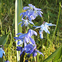 Siberian Squill (Scilla siberica).