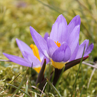 Crocus sieberi ssp. atticus.