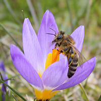 Crocus sieberi ssp. tricolor.