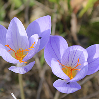 Crocus speciosus ssp. speciosus.